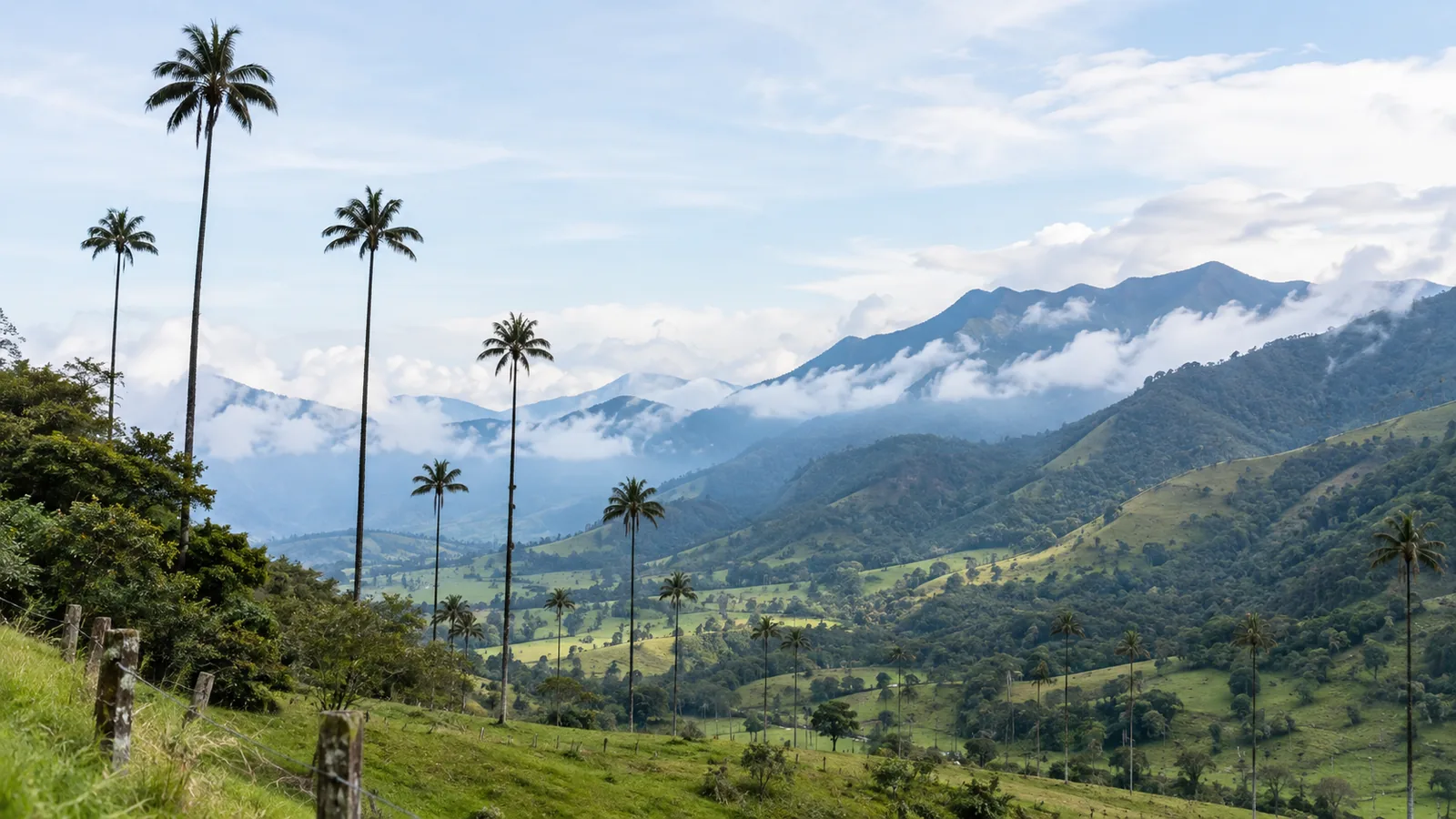 Cocora-Tal