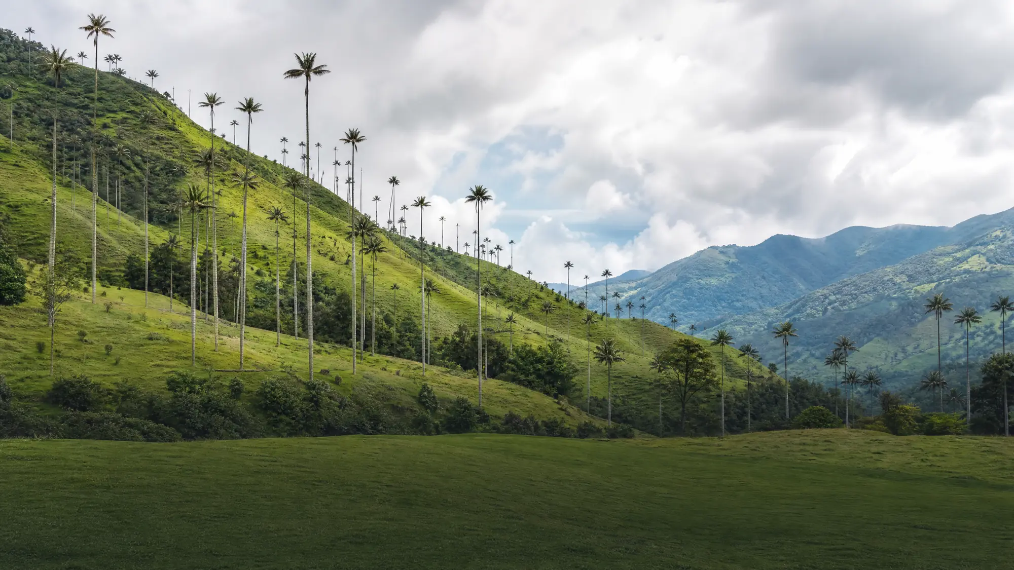 Wandeln Sie zwischen 60 Meter hohen Wachspalmen und erkunden Sie Nebelwälder. Wir helfen Ihnen, die besten Wanderrouten und Touren für Ihre Reise auszuwählen.