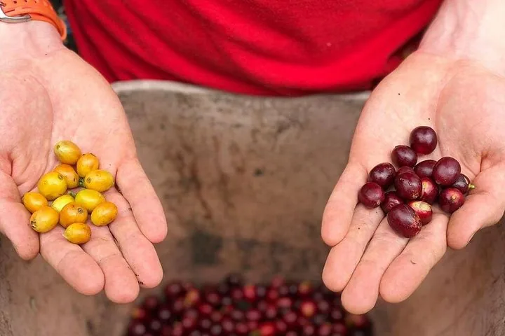 Eine Person hält in einer Hand gelbe Kaffeebohnen und in der anderen rote Bohnen