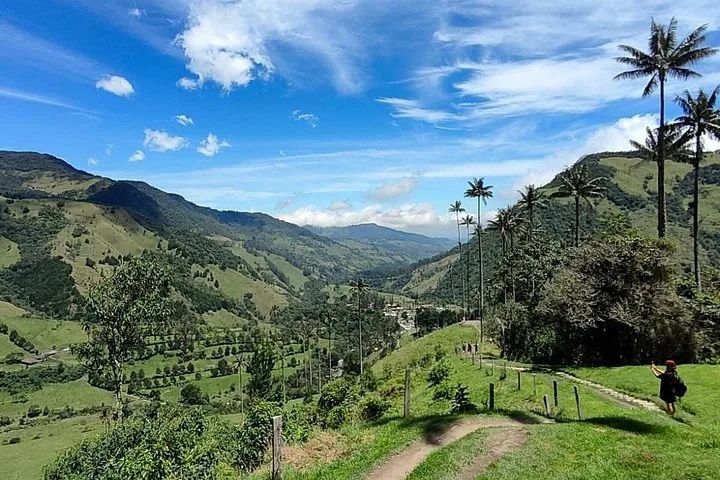 Malerischer Blick auf das Cocora-Tal mit hohen Palmen und sattgrünen Bergen