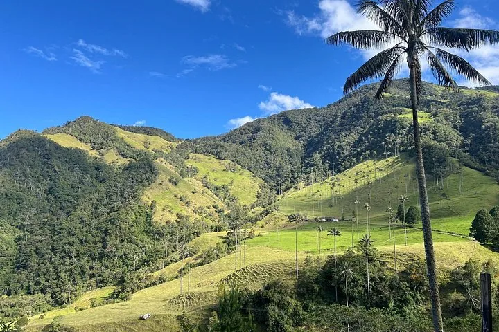 Exuberantes colinas verdes onduladas y altas palmas de cera en el Valle del Cocora bajo un cielo azul