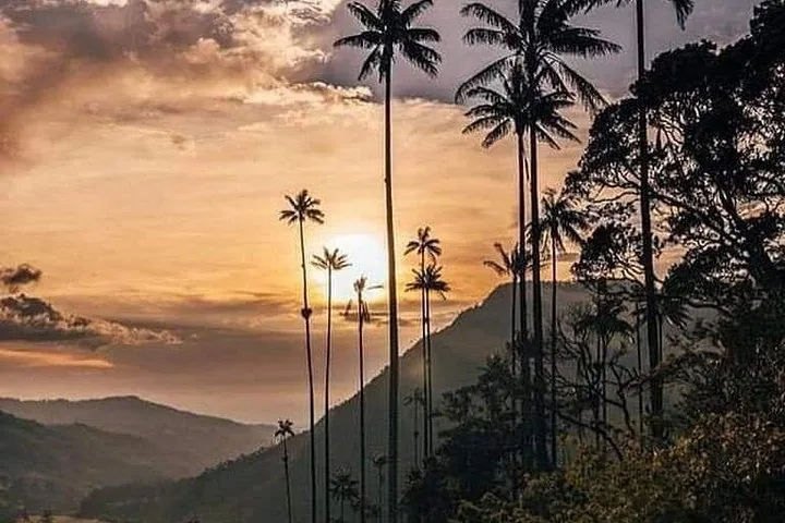 Sonnenuntergang hinter hohen Wachspalmen am bergigen Horizont